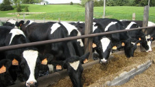 Emissions from the livestock sector are estimated to account for 15% of the global total.